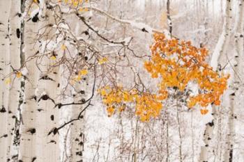 Colorado, White River National Forest, Snow Coats Aspen Trees In Winter | Obraz na stenu