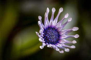 Colorado, Fort Collins, African Daisy Close-Up | Obraz na stenu