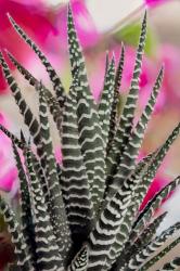 Colorado, Fort Collins, Zebra Plant Succulent | Obraz na stenu