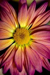 Colorado, Fort Collins, Daisy Flower Close-Up | Obraz na stenu