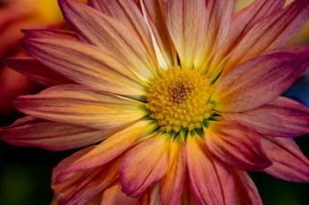 Colorado, Fort Collins, Daisy Flower Close-Up 1 | Obraz na stenu