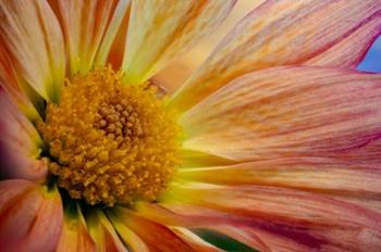 Colorado, Fort Collins, Daisy Flower Close-Up 2 | Obraz na stenu