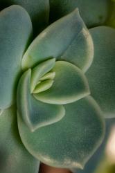 Colorado, Fort Collins, Leatherpetal Succulent Close-Up | Obraz na stenu