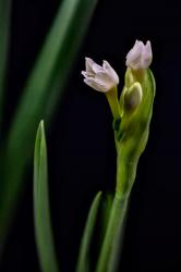 Paperwhite Flower Plant Close-Up | Obraz na stenu