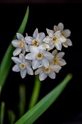 Colorado, Fort Collins, Paperwhite Flower Plant Close-Up | Obraz na stenu