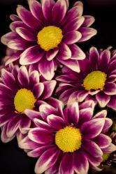 Colorado, Orinoco Daisies Close-Up | Obraz na stenu