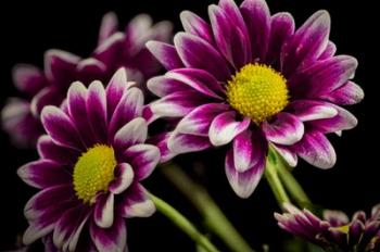 Colorado, Fort Collins, Orinoco Daisies Close-Up | Obraz na stenu