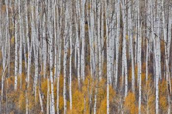 Golden Aspens | Obraz na stenu