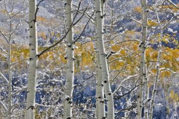 Rocky Mountains Aspen Grove Autumn Snows, Keebler Pass, Colorado | Obraz na stenu