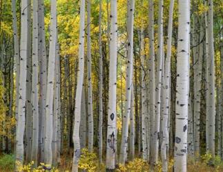 Aspen Displays Fall Color In The West Elk Mountains | Obraz na stenu