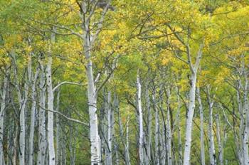 Autumn Aspens In Mcclure Pass In Colorado | Obraz na stenu