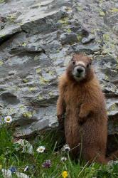 Yellow-Bellied Marmot | Obraz na stenu