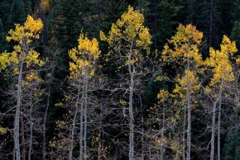 Autumn Yellow Aspen In The Uncompahgre National Forest | Obraz na stenu