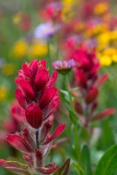 Alpine Wildflowers With Paintbrush | Obraz na stenu