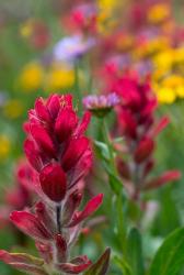 Alpine Wildflowers With Paintbrush | Obraz na stenu