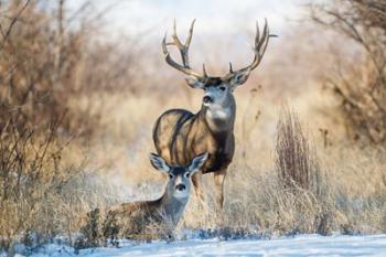 Buck And Doe Mule Deer | Obraz na stenu