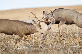Mule Deer Bucks Fighting | Obraz na stenu