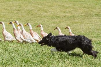 Purebred Border Collie dog herding ducks | Obraz na stenu