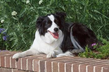 Purebred Border Collie dog lying on wall | Obraz na stenu