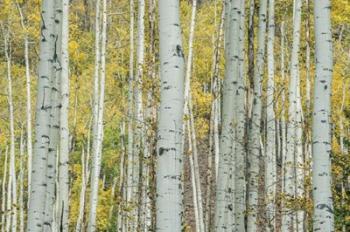 Aspen Trunks Near Castle Creek | Obraz na stenu