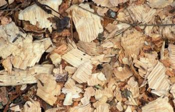 Wood Chips on a TPL Property, Goshen, Connecticut | Obraz na stenu