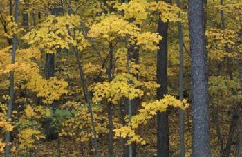 Sugar Maples and Black Cherry in Litchfield Hills, Kent, Connecticut | Obraz na stenu