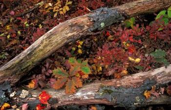 Oak-Hickory Forest, Kent, Connecticut | Obraz na stenu