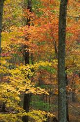 Oak-Hickory Forest in Litchfield Hills, Connecticut | Obraz na stenu