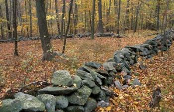 Oak-Hickory Forest in Litchfield Hills, Kent, Connecticut | Obraz na stenu