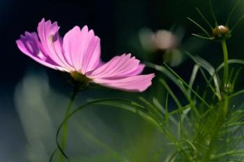 Close-Up Of Cosmos Flower And Bud | Obraz na stenu