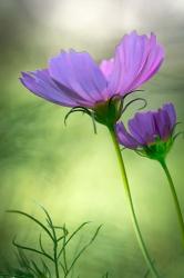 Close-Up Of Purple Cosmos Flowers | Obraz na stenu