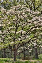 Bench Under Blooming White Dogwood Amongst The Hardwood Tree, Hockessin, Delaware | Obraz na stenu