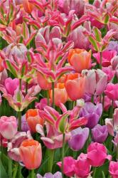 Tulips In Planters, Formal Garden, Mt, Hockessin, Delaware | Obraz na stenu