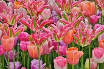 Tulips In Planters, Formal Garden, Mt, Cuba Center, Hockessin, Delaware | Obraz na stenu