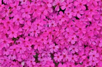 Pink Phlox, Mt, Cuba Center, Hockessin, Delaware | Obraz na stenu