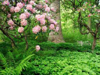 Rhododendrons And Trees In A Park Setting | Obraz na stenu