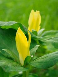 Yellow Trillium, Trillium Erectum, Growing In A Wildflower Garden | Obraz na stenu