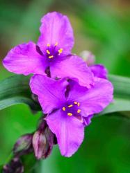 Purple Virginia Spiderwort, Tradescantia Virginiana Growing In A Wildflower Garden | Obraz na stenu
