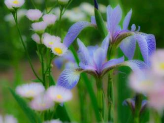 Iris And Wildflowers | Obraz na stenu