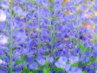 Blue Wild Indigo, Baptisia Australis, A Native American Wildflower | Obraz na stenu