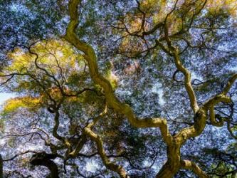 Looking Up At The Sky Through A Japanese Maple | Obraz na stenu