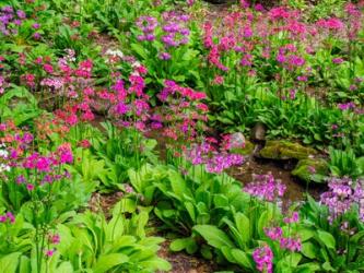 Very Boggy Quarry Garden With Giant Candelabra Primroses | Obraz na stenu