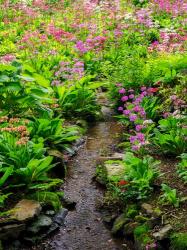 Boggy Quarry Garden With Giant Candelabra Primroses, Primula X Bulleesiana Hybrid | Obraz na stenu