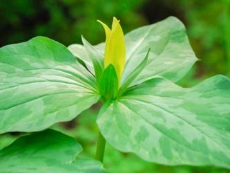 Delaware, A Yellow Trillium, Trillium Erectum, T, Luteum, Growing In A Wildflower Garden | Obraz na stenu