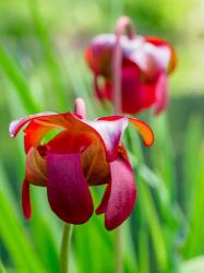 Delaware, The Red Flower Of The Pitcher Plant (Sarracenia Rubra), A Carnivorous Plant | Obraz na stenu