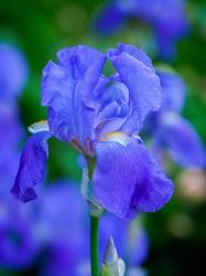 Delaware, Close-Up Of A Blue Bearded Iris | Obraz na stenu