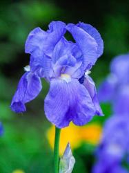 Delaware, Close-Up Of A Blue Bearded Iris | Obraz na stenu