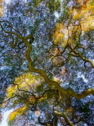 Delaware, Looking Up At The Sky Through A Japanese Maple | Obraz na stenu