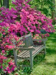 Delaware, A Dedication Bench Surrounded By Azaleas In A Garden | Obraz na stenu