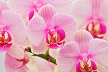 Hybrid Orchids, Selby Gardens, Sarasota, Florida | Obraz na stenu